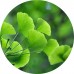 Ginkgo Dry Tea: Vital Herb